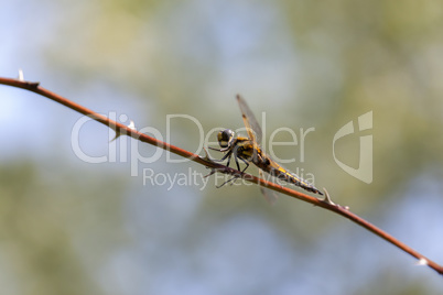 Vierfleck - Libellula quadrimaculata