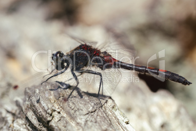 Kleine Moosjungfer - Leucorrhinia dubia