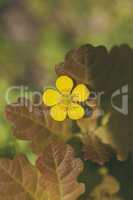 Hahnenfuss - braune Blätter