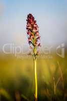 Close up of a small wild orchid