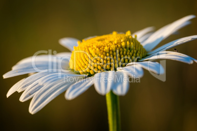 Close up of white daisy