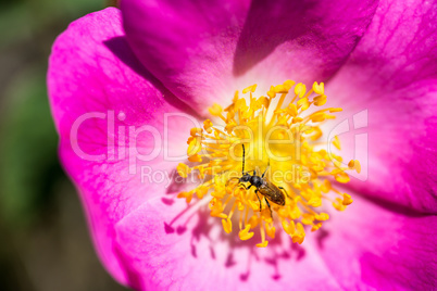 Close up of dog rose flower and a small longhorn beetle