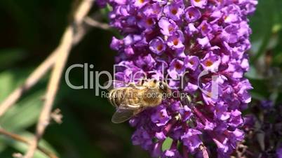 Honigbiene und Fliederblüten