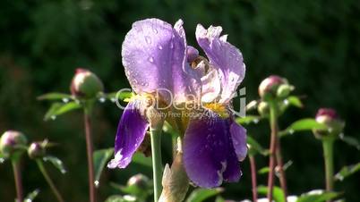 Eine nasse violette Irisblüte bewegt sich im Wind