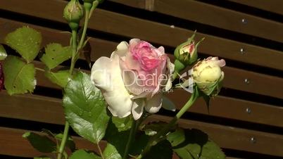 Nasse Rose "Eden 85" (Herberstein)