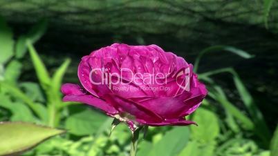 Nasse Blüte der lila Rose "Heidi Klum"