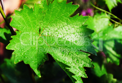 Leaf of grapes