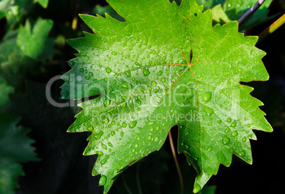 Leaf of grapes