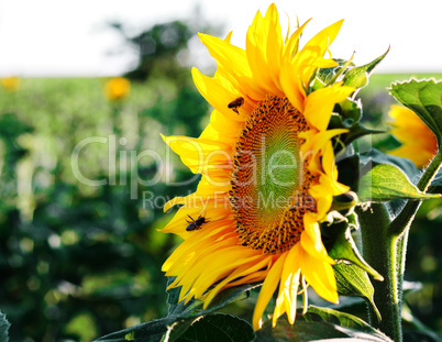 Sunflower flower with bees