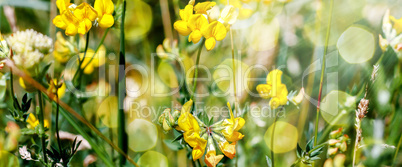 Yellow flowers with grass and bokeh