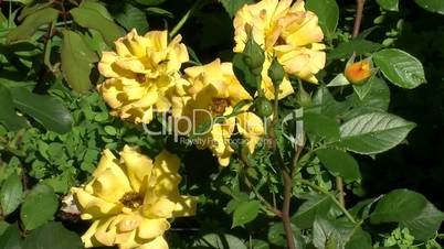 Gelbe Blüten der Rose "Goldmarie"