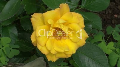 Eine gelbe Blüte der Rose "Goldmarie"