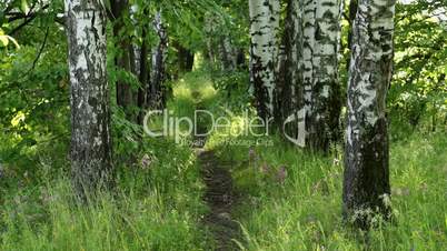 Footpath  in the summer forest