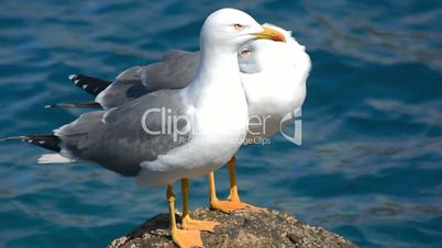 Seagulls on a rock in the sea