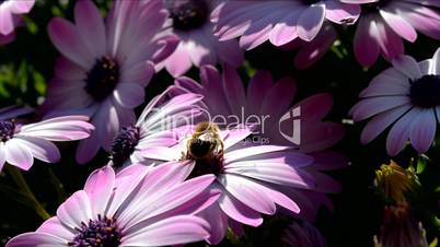 Closeup of pink daisies moving with the wind