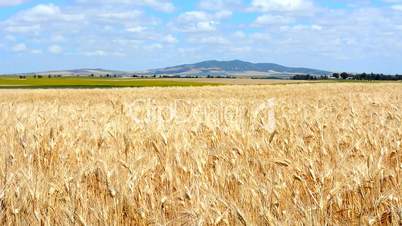 Closeup ears of wheat moving in the wind, Jerez de la Frontera, Spain