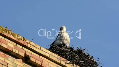 Stork in a nest, Jerez de la Frontera, Spain