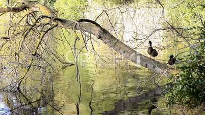 Lake Shore birds on tree branch, Banyoles, Girona, Spain