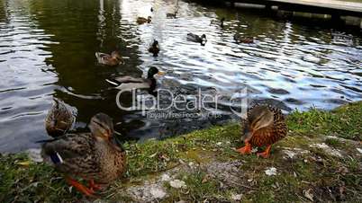 American black ducks on a lake, Banyoles, Girona, Spain