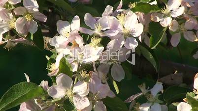 Apfelblüten (Braeburn)