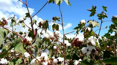 Cotton crops ready for pickup