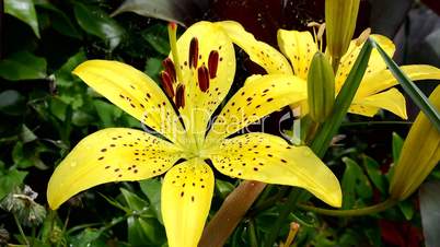 Yellow Star Tiger Lily in a garden, moving with a light wind