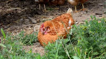 Hen relaxed resting above the ground, almost asleep