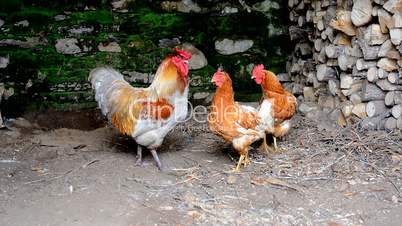Rooster and hens eating, scavenging for food on earth