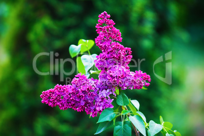 Bright lilac flowers