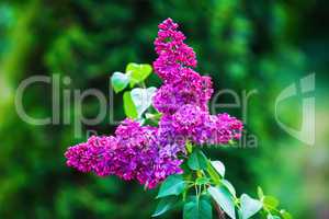 Bright lilac flowers