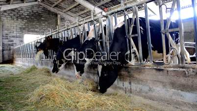 Cows eating in the barn