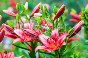 Red lily flowers