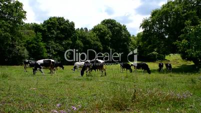 Cows grazing in a meadow