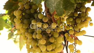Bunch of grapes on a vine, Jerez de la Frontera, Cádiz, Spain