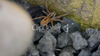 Spider moving between the stones