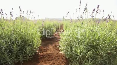 Cultivation of plants panorama, general plan, Garden center, watering plants