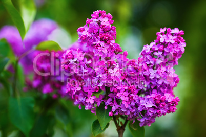 Lilac in bloom