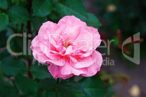 Bright rose flower