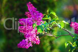 Spring lilac flowers