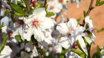 Almond bloom in spring, in a sunny day