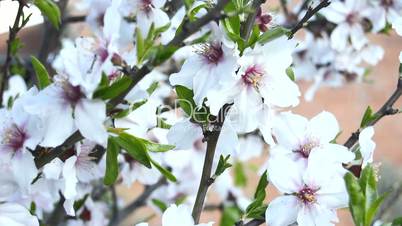 Almond bloom in spring, in a sunny day