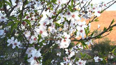 Almond bloom in spring, in a sunny day