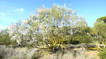 Flowering bush moving with the wind