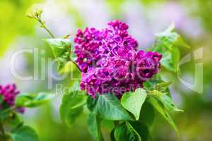 Purple lilac flowers