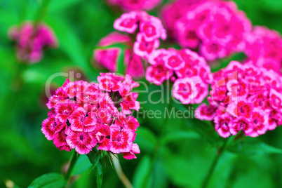 Blooming phlox flowers