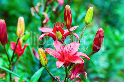 Purple lily flowers