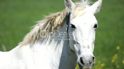 White horse in the countryside, staying relaxed