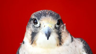 Falco tinnunculus head with gray spots