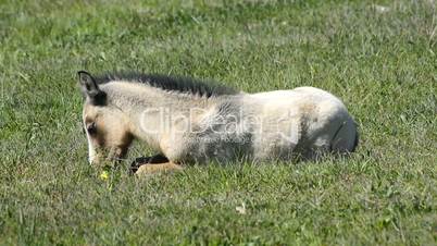 Free colt lying in the countryside, wildlife