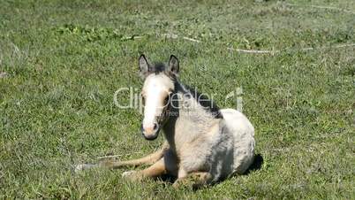 Free colt lying in the countryside, wildlife